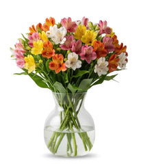 50 Blooms of Alstroemeria - Bloomex Usa