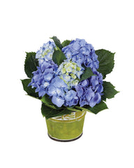 Blue Hydrangea Plant bloomexusa