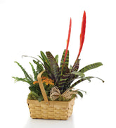 Bountiful European Dish Garden bloomexusa