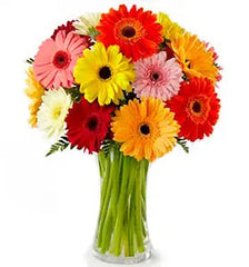 Classic Rainbow Gerbera Bouquet bloomexusa