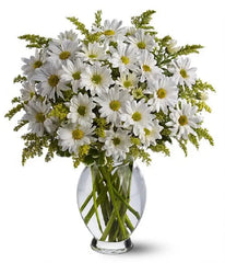 Classic White Daisies bloomexusa