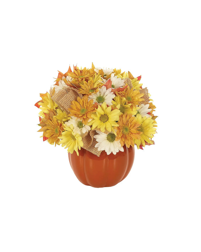Country Pumpkin Daisy Delight bloomexusa