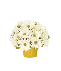 Daisy Celebration bloomexusa