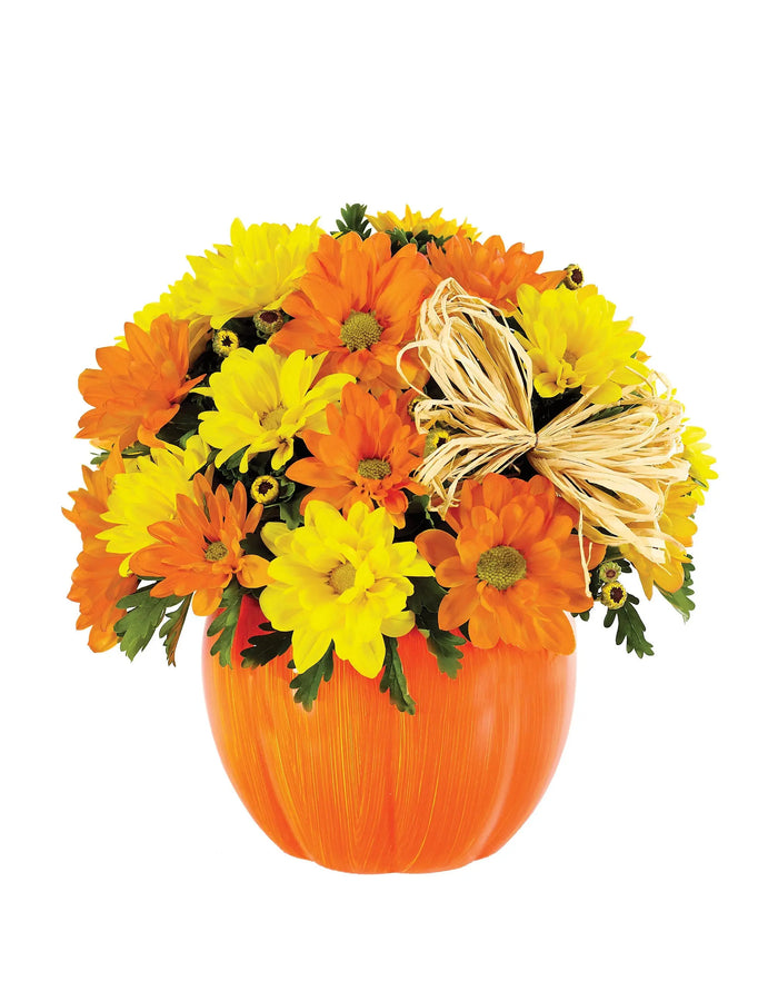 Daisy Pumpkin Patch bloomexusa