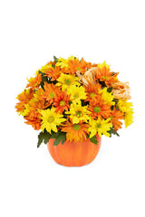 Daisy Pumpkin Patch bloomexusa