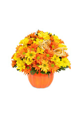 Daisy Pumpkin Patch bloomexusa