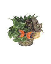 European Dish Garden bloomexusa