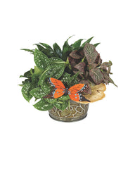 European Dish Garden bloomexusa