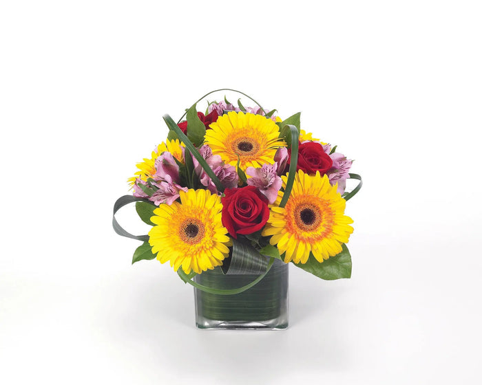 Gerbera Party bloomexusa