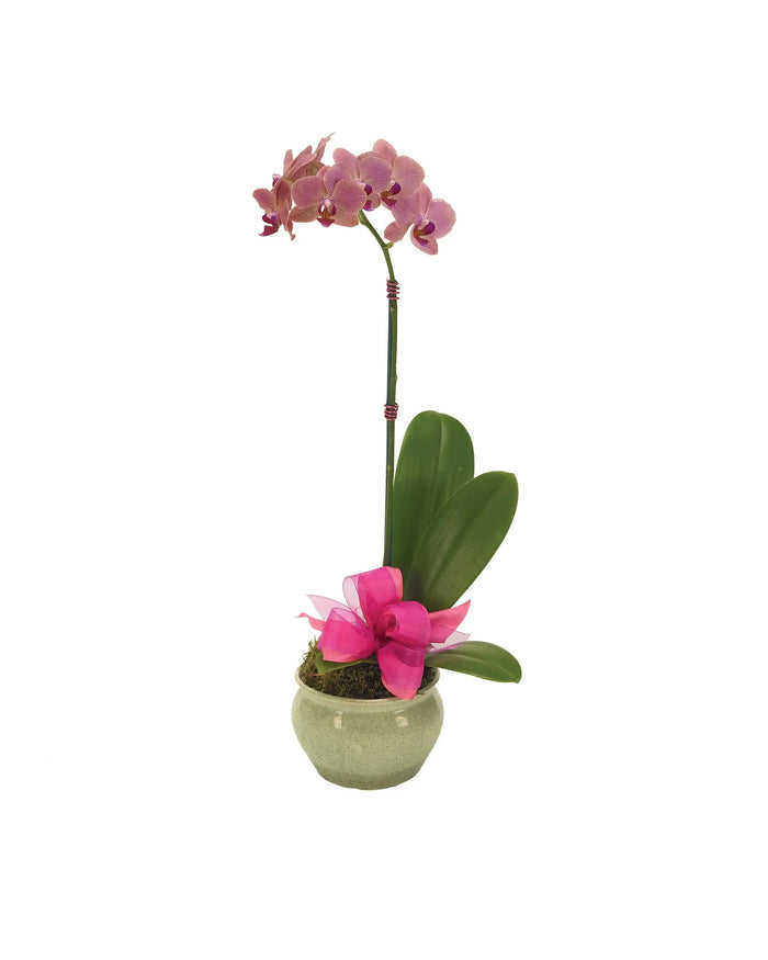 Opulent Orchid for Mom bloomexusa