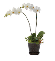 Opulent Orchids bloomexusa