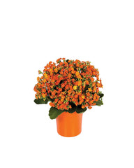 Orange Kalanchoe Plant bloomexusa