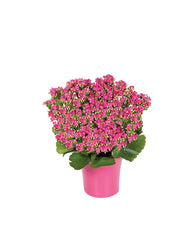 Pink Kalanchoe Plant bloomexusa