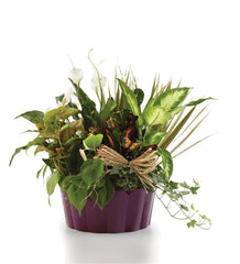 Plants-A-Plenty bloomexusa