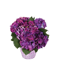 Purple Hydrangea Plant bloomexusa