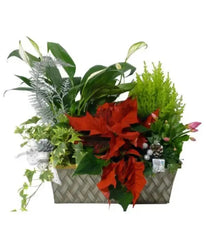 Seasons Greetings Planter Basket bloomexusa
