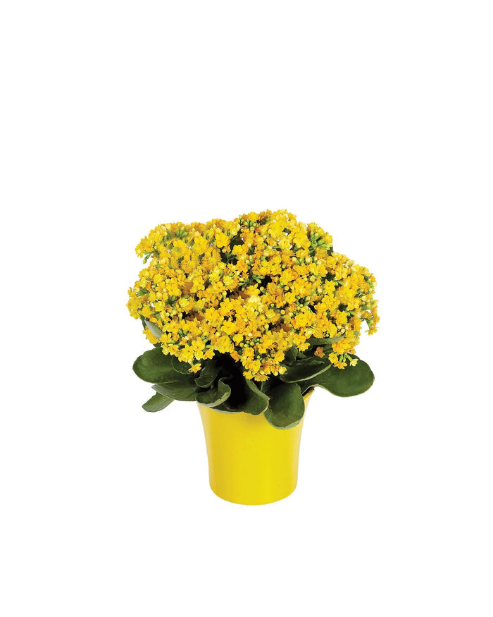 Yellow Kalanchoe Plant bloomexusa