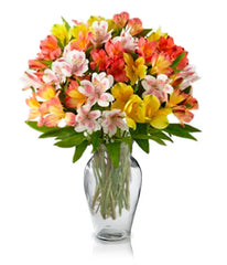 100 Blooms of Alstroemeria bloomexusa