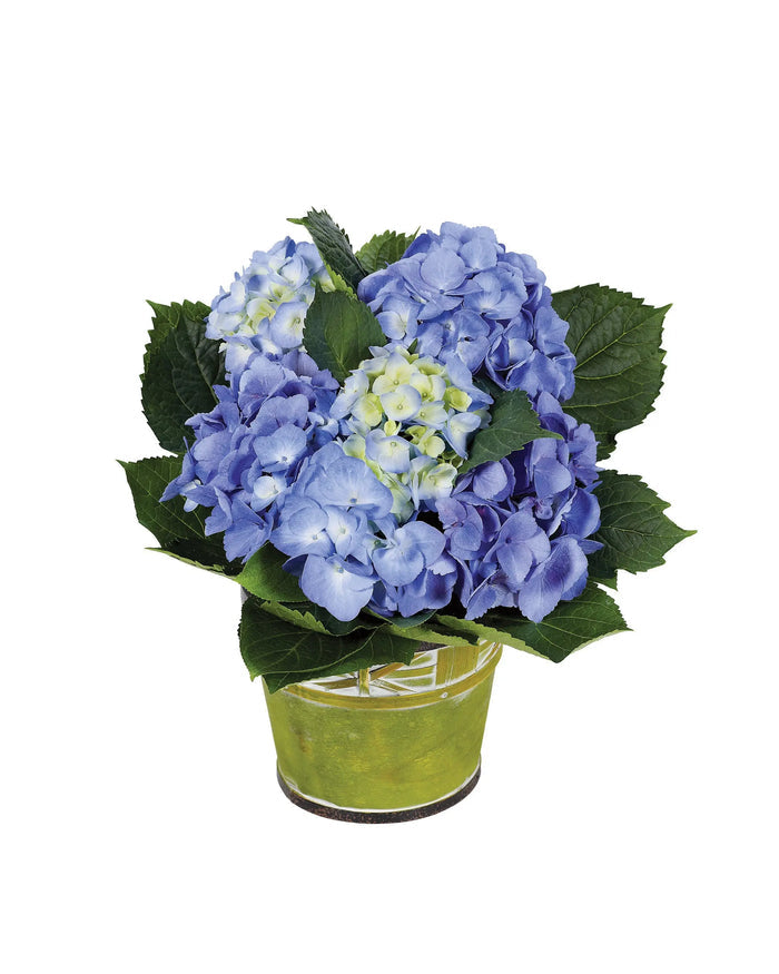 Blue Hydrangea Plant bloomexusa