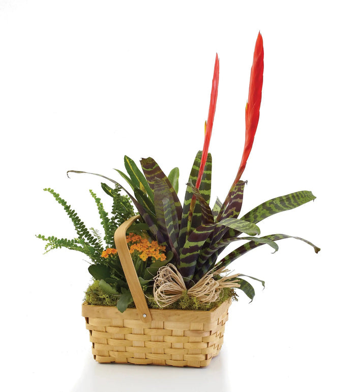 Bountiful European Dish Garden bloomexusa