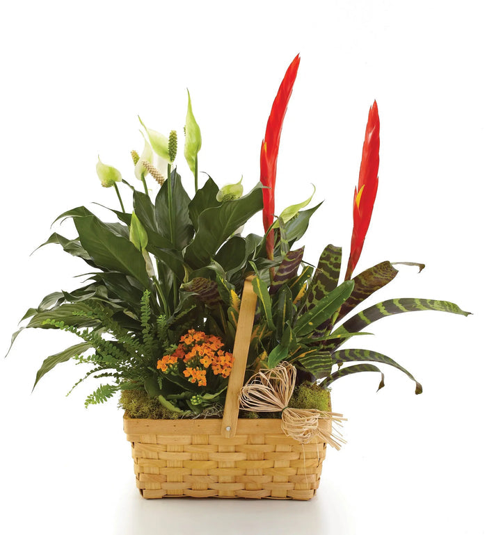 Bountiful European Dish Garden bloomexusa