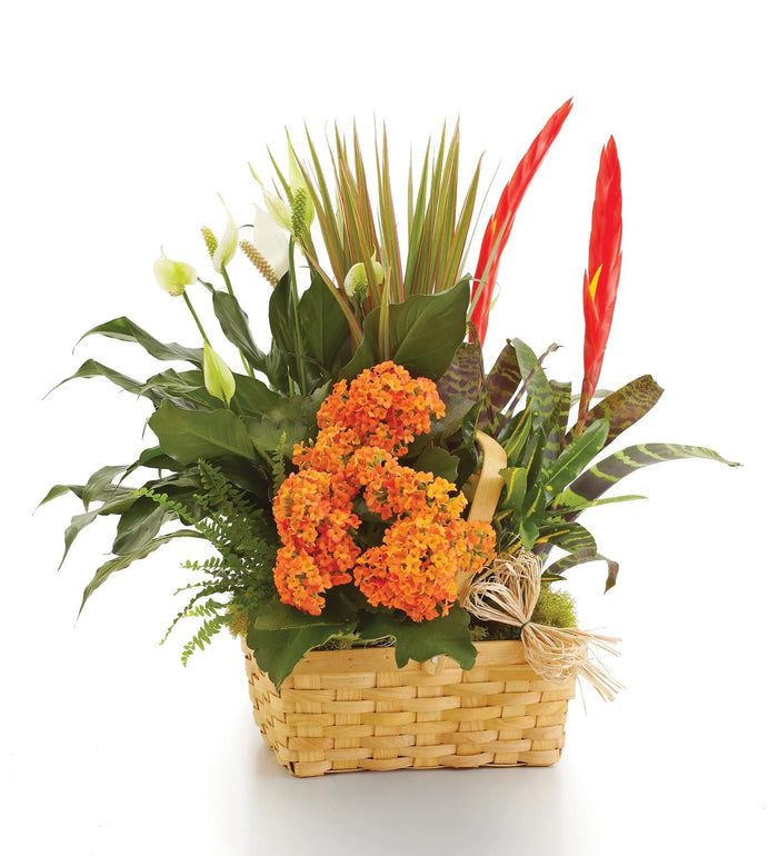Bountiful European Dish Garden bloomexusa