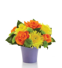Citrus Surprise bloomexusa