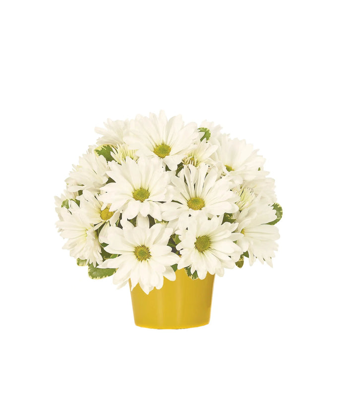 Daisy Celebration bloomexusa