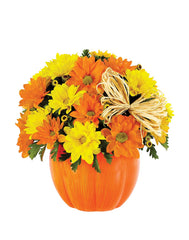 Daisy Pumpkin Patch bloomexusa