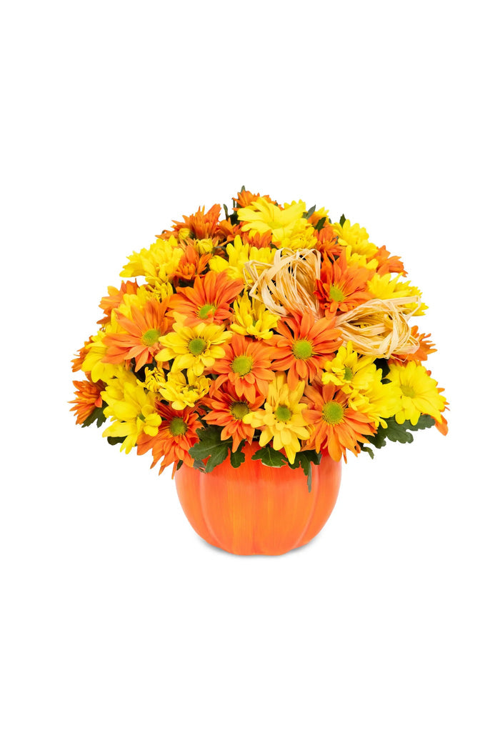 Daisy Pumpkin Patch bloomexusa