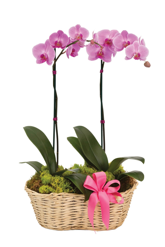 Delicate Deluxe Orchid Basket bloomexusa