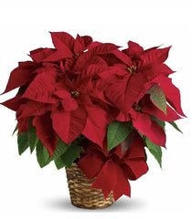 Deluxe Poinsettia Basket bloomexusa