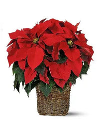 Elegant Poinsettia Basket bloomexusa