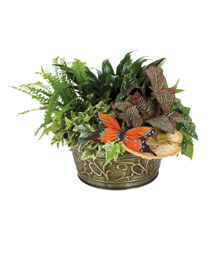 European Dish Garden bloomexusa