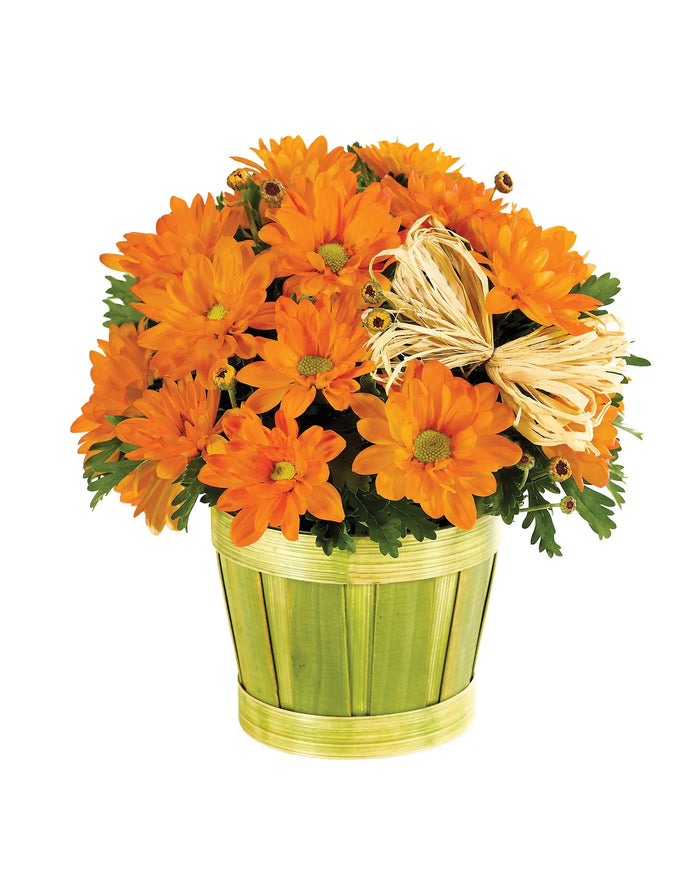 Fall Mum Plant in Woodchip Planter bloomexusa