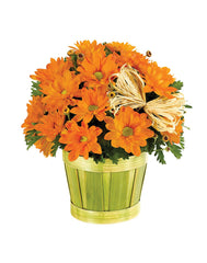 Fall Mum Plant in Woodchip Planter bloomexusa