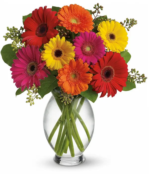 Gerber Brights bloomexusa