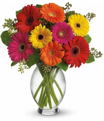 Gerber Brights bloomexusa