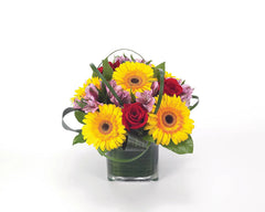 Gerbera Party bloomexusa