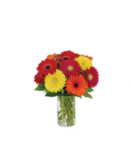GERBERAS GALORE bloomexusa