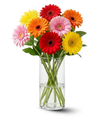 Gorgeous Gerberas - Bloomex Usa