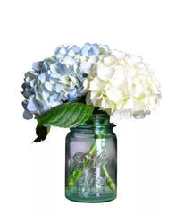 Hydrangea in Mason Jar bloomexusa