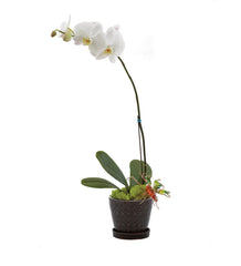 Opulent Orchids bloomexusa
