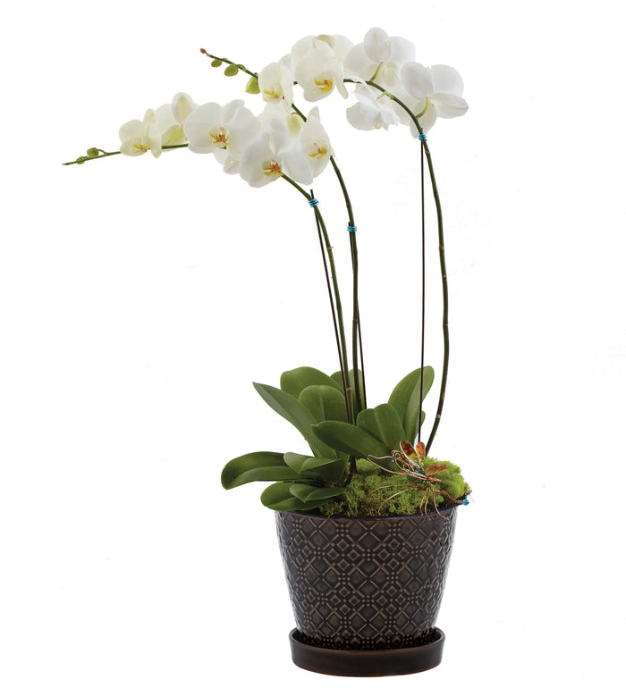 Opulent Orchids bloomexusa