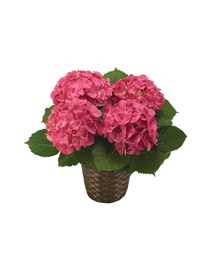 Pink Hydrangea Plant bloomexusa