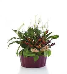 Plants-A-Plenty bloomexusa