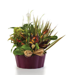 Plants-A-Plenty bloomexusa