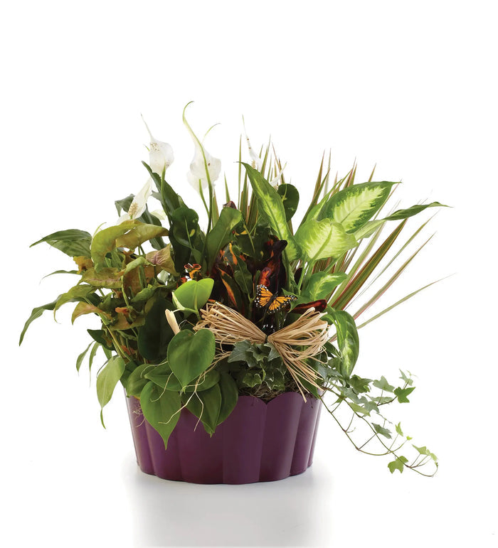 Plants-A-Plenty bloomexusa