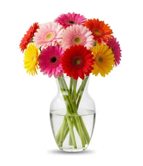 Rainbow Gerbera Bouquet - Bloomex Usa