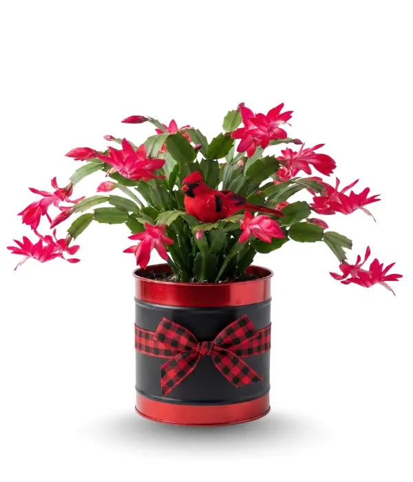 Song Bird Potted Cactus bloomexusa